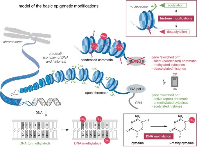 Behavioural Epigenetics